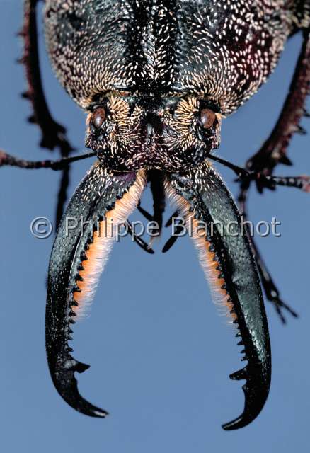 Pholidotus humboldti.JPG - in "Portraits d'insectes" ed. SeuilPholidotus humboldtiLucane - Stag beetle Coleoptera - LucanidaeBresil